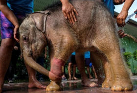 Thai baby elephant gets water-based treatment for injured foot 